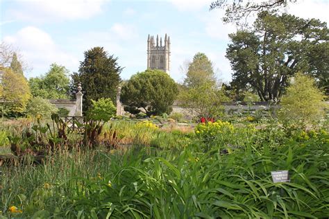 Oxford Botanic Garden: Tarihi Bir Cennetin Büyülü Bitki Dünyasına Yolculuk!