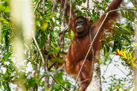  Taman Nasional Tanjung Puting - Kendap Kendap Orangutan ve Gizemli Batak Gölü!