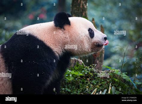  Ya'an Bifengxia Panda Base: Güzel Bambular ve Şahane Gökyüzü!